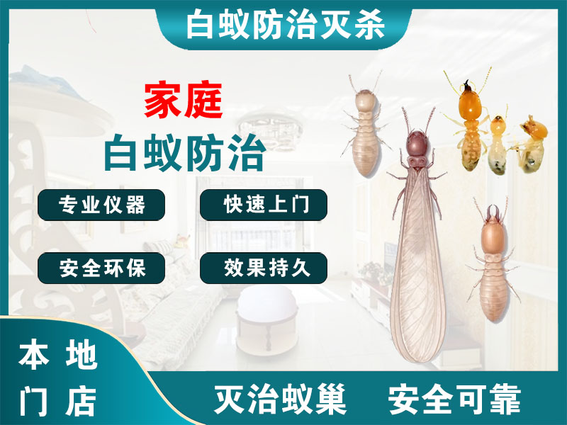 嘉善县家庭白蚁防治
